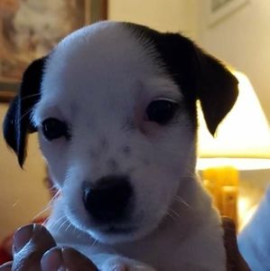 Meet your Posher, Jeremiah